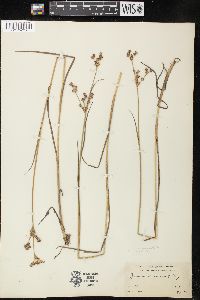 Juncus brevicaudatus image