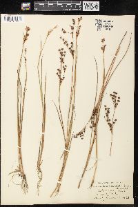 Juncus brevicaudatus image