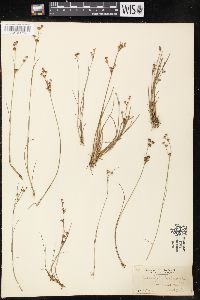 Juncus brevicaudatus image