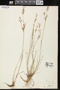 Juncus brevicaudatus image