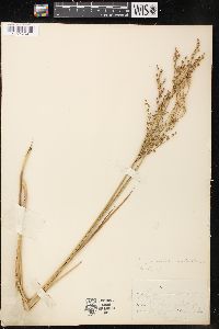 Juncus brevicaudatus image