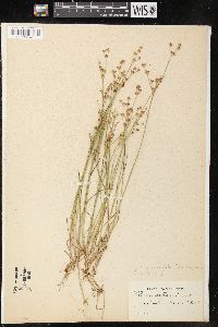 Juncus brevicaudatus image