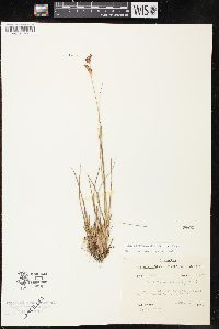 Juncus brevicaudatus image