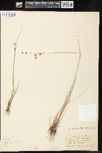 Juncus brevicaudatus image