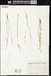 Juncus brevicaudatus image