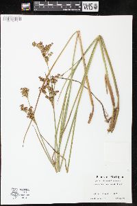 Juncus brevicaudatus image