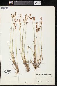 Juncus brevicaudatus image