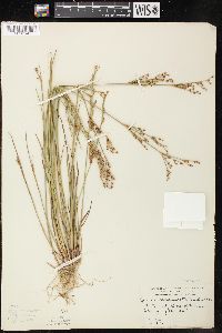 Juncus brevicaudatus image