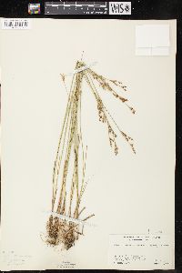 Juncus brevicaudatus image