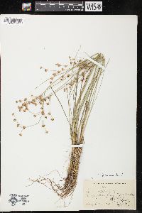 Juncus brevicaudatus image