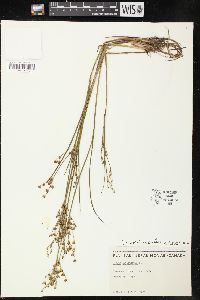 Juncus brevicaudatus image