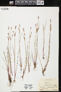 Juncus brevicaudatus image