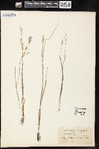 Juncus brevicaudatus image