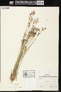 Juncus brevicaudatus image