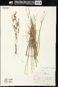 Juncus brevicaudatus image