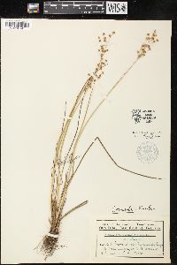 Juncus brevicaudatus image