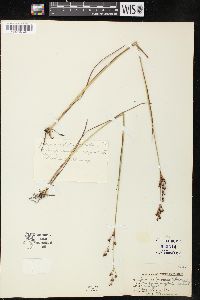 Juncus brevicaudatus image