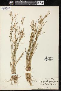 Juncus brevicaudatus image