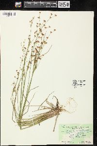 Juncus brevicaudatus image