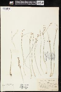 Juncus brevicaudatus image