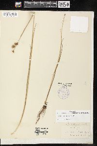 Image of Juncus caesariensis