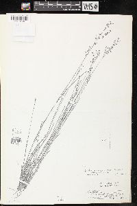 Juncus alpinoarticulatus subsp. rariflorus image