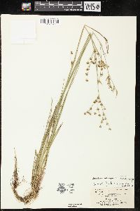 Juncus brevicaudatus image