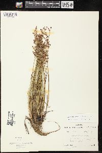 Juncus brevicaudatus image