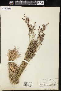 Juncus brevicaudatus image