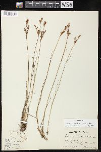 Juncus brevicaudatus image