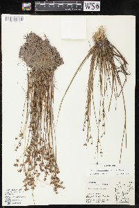 Juncus brevicaudatus image