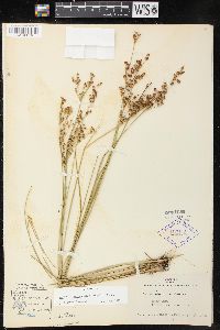 Juncus brevicaudatus image