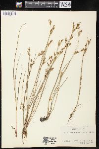 Juncus brevicaudatus image