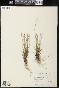 Juncus brevicaudatus image