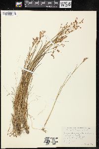 Juncus brevicaudatus image