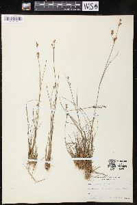 Juncus brevicaudatus image