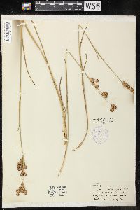 Juncus canadensis var. longicaudatus image