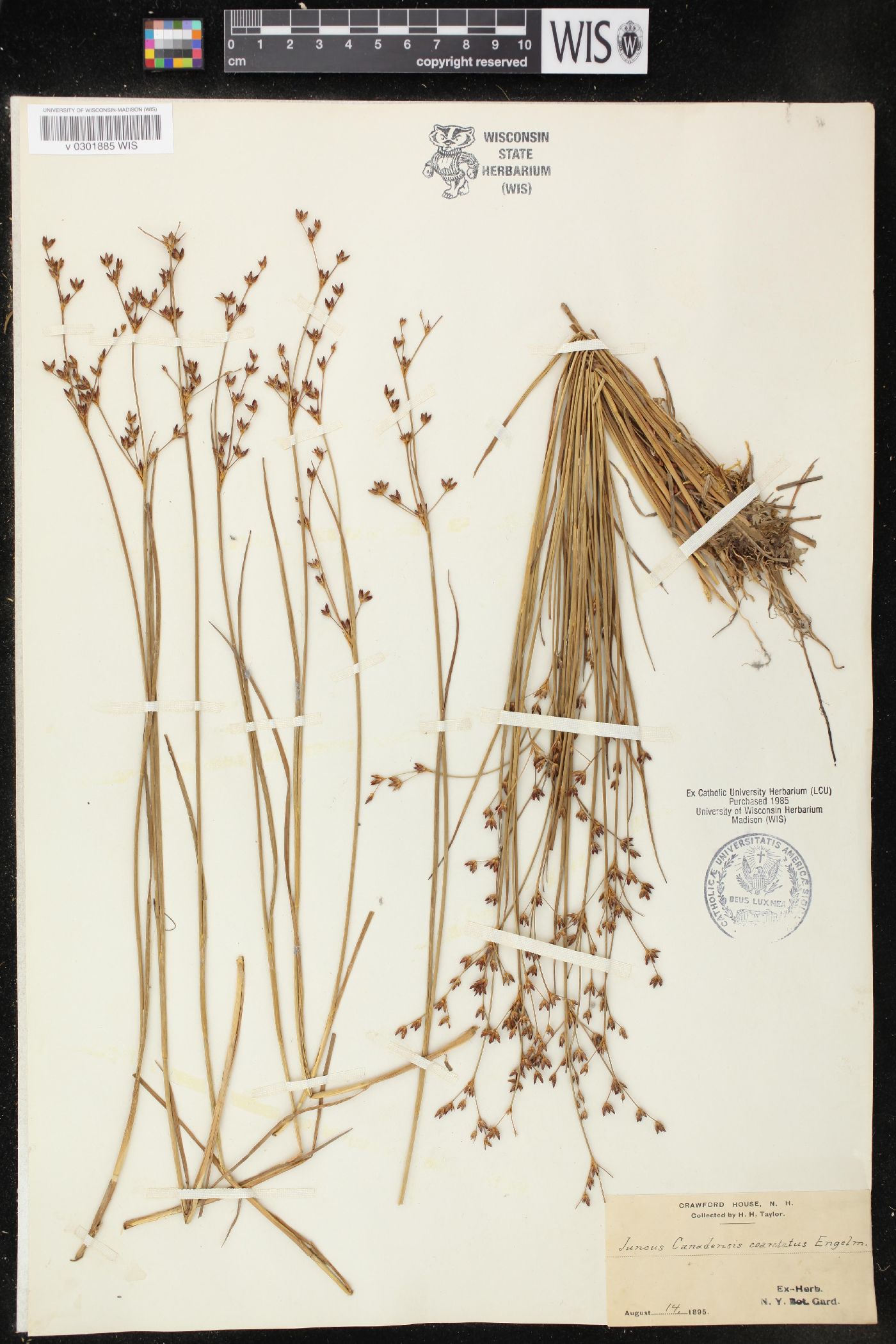 Juncus canadensis var. coarctatus image