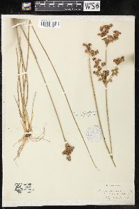 Juncus canadensis var. longicaudatus image