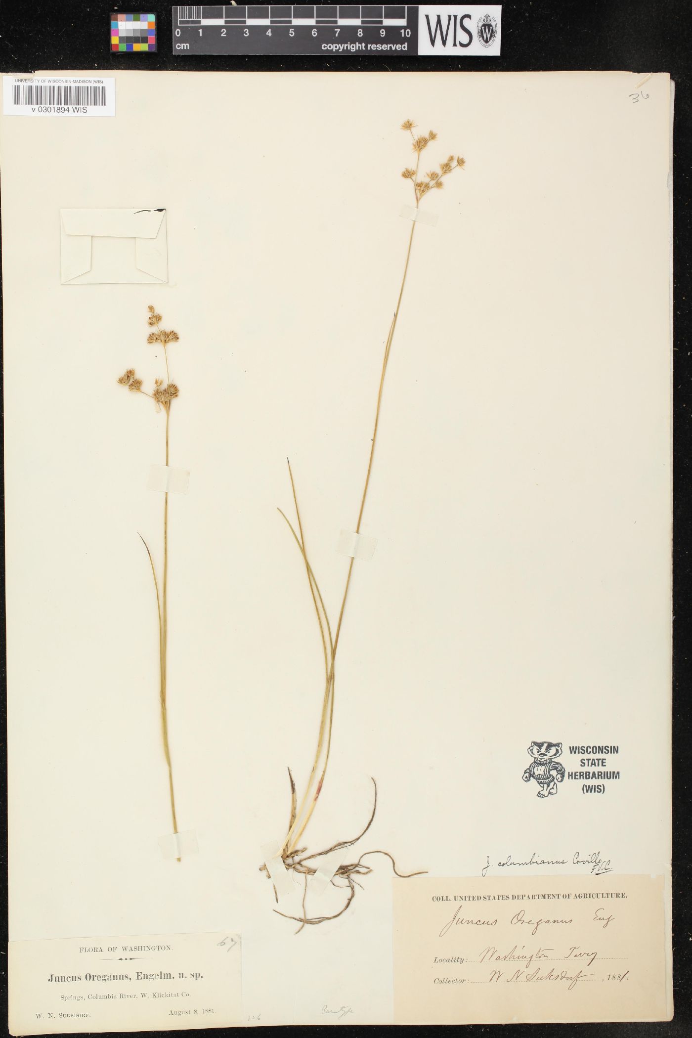 Juncus columbianus image