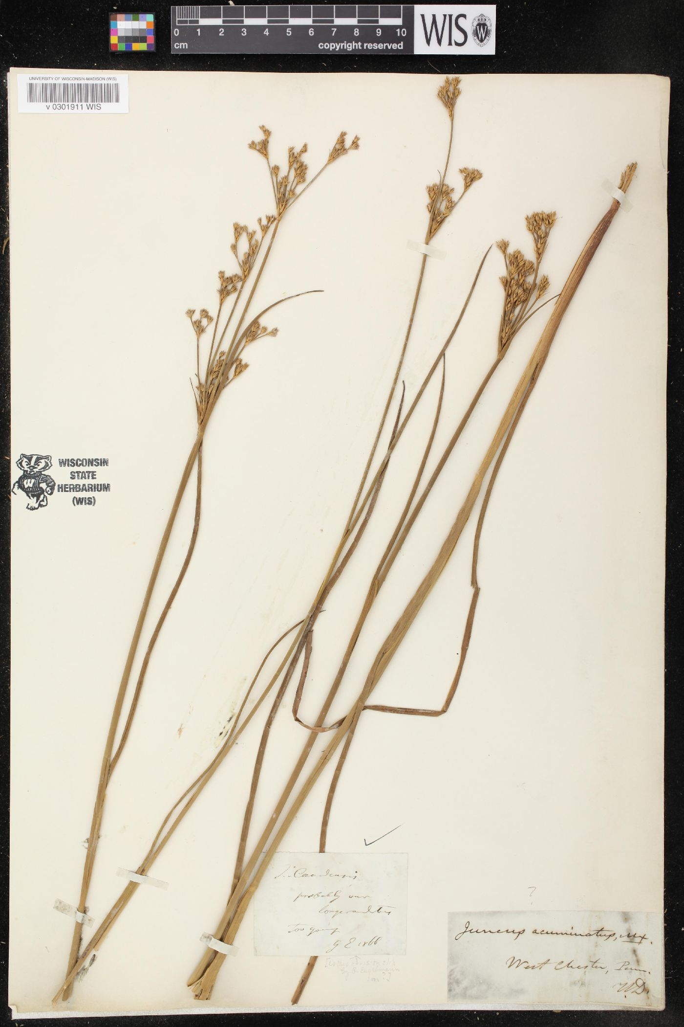 Juncus canadensis var. longicaudatus image