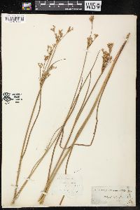 Juncus canadensis var. longicaudatus image