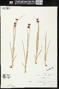 Juncus castaneus image