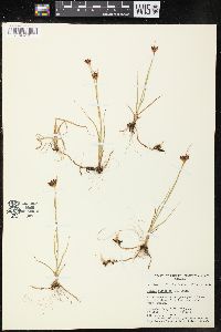 Juncus castaneus image