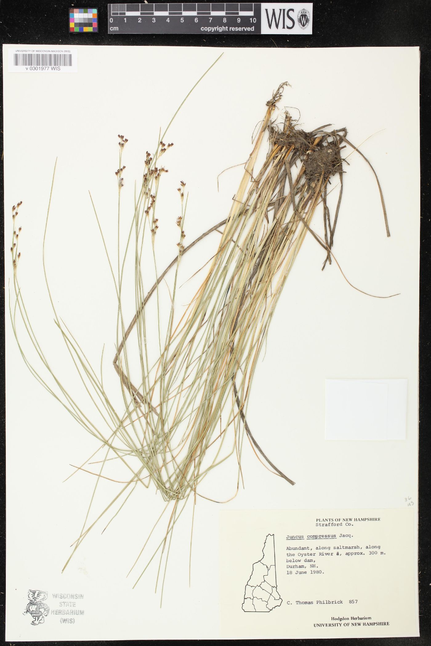 Juncus compressus image