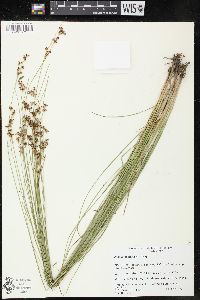 Juncus compressus image