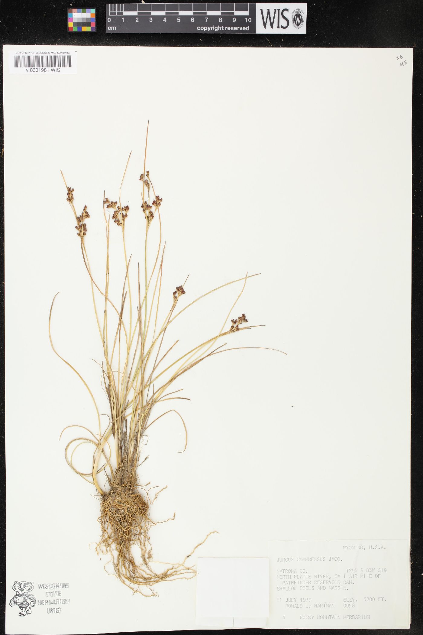 Juncus compressus image