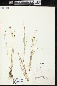 Juncus confusus image