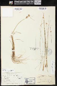 Juncus confusus image