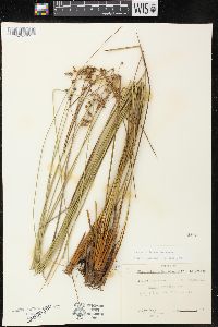 Juncus coriaceus image